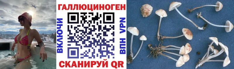 Псилоцибиновые грибы прущие грибы  наркота  Тосно 